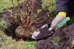 Menanam pokok renek pada musim gugur