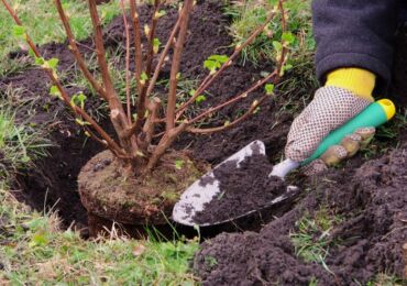 Plantera buskar på hösten