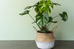 Hur man transplanterar ett monster ordentligt. Monstera transplantation hemma