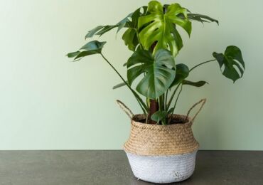 Hur man transplanterar ett monster ordentligt. Monstera transplantation hemma