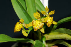 Oncidium - hemvård. Växande oncidium orkidéer, transplantation och reproduktion. Beskrivning. Ett foto