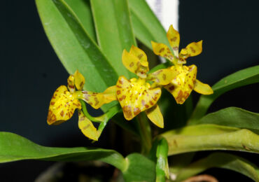 Oncidium - hemvård. Växande oncidium orkidéer, transplantation och reproduktion. Beskrivning. Ett foto