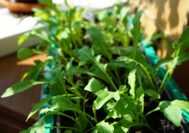 Cara menanam arugula di ambang tingkap. Arugula yang tumbuh di rumah