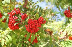 Rowan - menanam dan merawat di kawasan lapang. Penanaman Rowan, kaedah pembiakan. Penerangan. Gambar