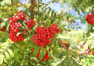 Rowan - menanam dan merawat di kawasan lapang. Penanaman Rowan, kaedah pembiakan. Penerangan. Gambar