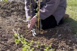 Menanam currant hitam pada musim luruh