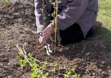 Plantera svarta vinbär på hösten