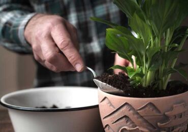 Reproduktion av spathiphyllum genom sticklingar, frön, dela busken