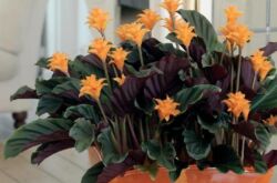 Calathea safron - penjagaan rumah. Penanaman saffron calathea, pemindahan dan pembiakan. Penerangan. Gambar