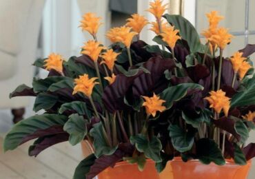 Calathea safron - penjagaan rumah. Penanaman saffron calathea, pemindahan dan pembiakan. Penerangan. Gambar