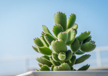 Cotyledon - penjagaan rumah. Penanaman, pemindahan dan pembiakan Cotyledon. Penerangan, jenis. Gambar