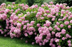 Tumbuhan pokok hydrangea