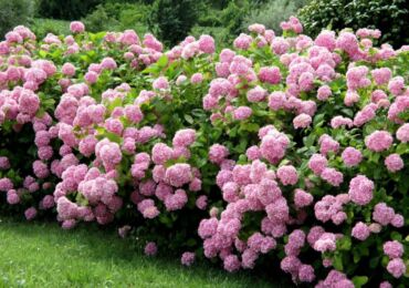 Tumbuhan pokok hydrangea