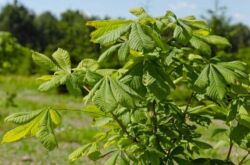 Pokok chestnut - tumbuh dari biji