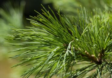 Menanam dan merawat aras. Menanam cedar Siberia dari biji