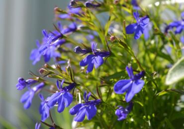 Lobelia växt