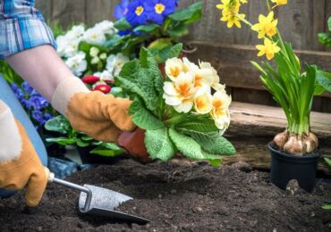 Plantera blommor för plantor. Växande blommaplantor, såddfrön för plantor