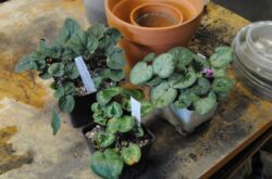 Cyclamen transplantation hemma