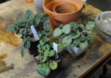 Cyclamen transplantation hemma