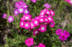 Phlox Drummond - plantering och vård i det öppna fältet. Växande Drummond-flox från frön, reproduktionsmetoder. Beskrivning, typer. Ett foto