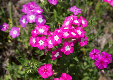 Phlox Drummond - plantering och vård i det öppna fältet. Växande Drummond-flox från frön, reproduktionsmetoder. Beskrivning, typer. Ett foto