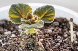 Gloxinia transplantation. Hur man transplanterar gloxinia hemma