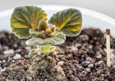 Gloxinia transplantation. Hur man transplanterar gloxinia hemma