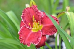 Daylily växt