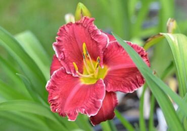 Daylily växt