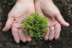 Thuja-förökning genom sticklingar, frön