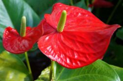 Anthurium Andre - hemvård. Odling av Andre anthurium, transplantation och reproduktion. Beskrivning. Ett foto