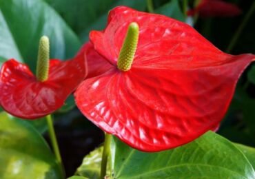 Anthurium Andre - penjagaan di rumah. Penanaman anthurium Andre, pemindahan dan pembiakan. Penerangan. Gambar