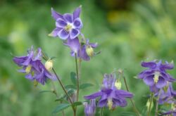 Aquilegia växt