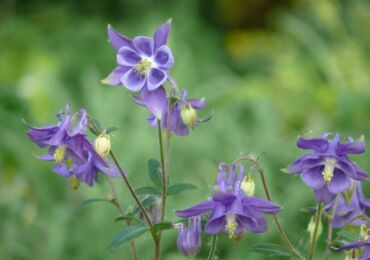 Tumbuhan Aquilegia