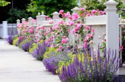 Gör-det-själv blomsterträdgård längs staketet, dekoration av blomsterbädd