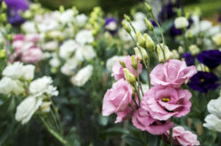 Eustoma - menanam dan merawat di ladang terbuka. Tumbuh eustoma dari biji, kaedah pembiakan. Penerangan, jenis. Gambar