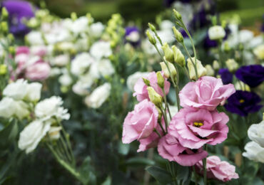 Eustoma - menanam dan merawat di ladang terbuka. Tumbuh eustoma dari biji, kaedah pembiakan. Penerangan, jenis. Gambar