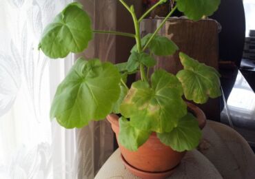 Varför blir pelargonsblad gula och torra: vad ska man göra och hur man löser problemet?