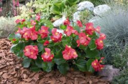 Begonia kebun - penanaman dan penjagaan di ladang terbuka. Begonia kebun tumbuh, kaedah pembiakan. Penerangan. Gambar