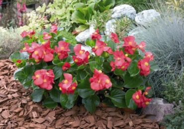 Begonia kebun - penanaman dan penjagaan di ladang terbuka. Begonia kebun tumbuh, kaedah pembiakan. Penerangan. Gambar