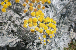 Cineraria seaside - menanam dan merawat di kawasan lapang. Penanaman Cineraria, kaedah pembiakan. Penerangan. Gambar