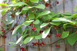 Chinese Schisandra - menanam dan merawat di ladang terbuka. Menanam serai, kaedah pembiakan. Penerangan, jenis. Gambar