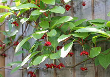 Schisandra chinensis - plantering och vård i det öppna fältet. Växande citrongräs, avelsmetoder. Beskrivning, typer. Ett foto