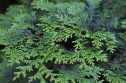 Cypress - penanaman dan penjagaan di kawasan lapang. Menanam pokok cemara, kaedah pembiakan. Penerangan, jenis. Gambar