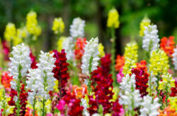 Snapdragon blomma - plantering och vård i det öppna fältet. Odling av snapdragons från frön, reproduktionsmetoder. Beskrivning, typer. Ett foto