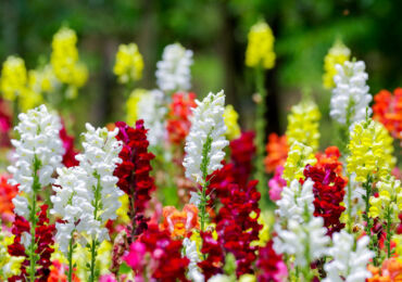 Bunga snapdragon - menanam dan merawat di ladang terbuka. Penanaman snapdragon dari biji, kaedah pembiakan. Penerangan, jenis. Gambar