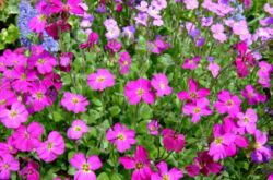 Bunga Aubriet - menanam dan merawat di ladang terbuka. Peningkatan ketahanan dari biji, kaedah pembiakan. Penerangan, jenis. Gambar