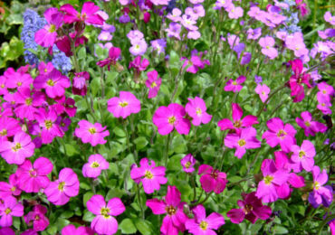 Aubriet blomma - plantering och vård i det öppna fältet. Växande obriety från frön, reproduktionsmetoder. Beskrivning, typer. Ett foto