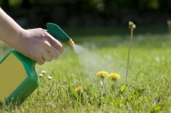 Cara menghilangkan dandelion di kebun. Kawalan dandelion