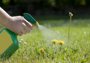 Cara menghilangkan dandelion di kebun. Kawalan dandelion